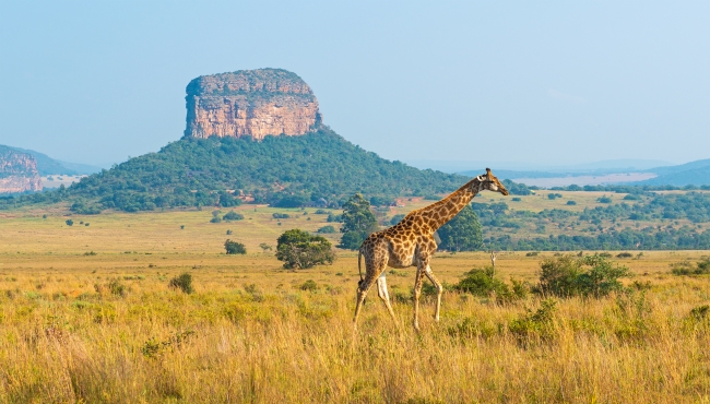 SUDAFRICA DE LOCURA OCTUBRE & NOVIEMBRE 2026